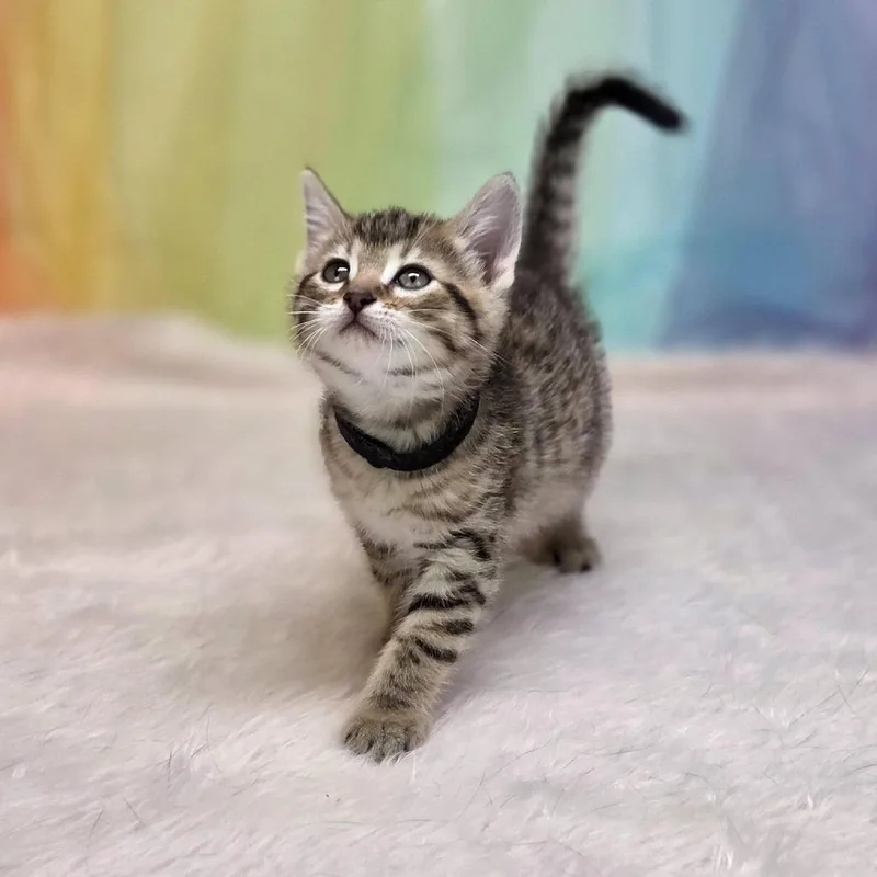 A baby small-sized male Brown / Chocolate Domestic Short Hair cat named Sneakerc for adoption in East Saint Louis, IL