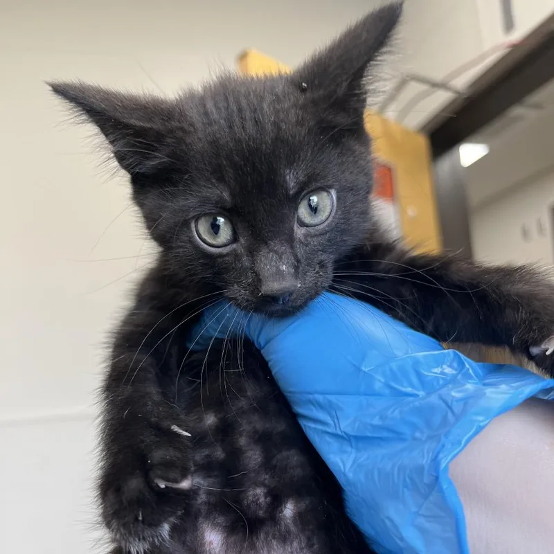 A baby small-sized male Black Domestic Short Hair cat named Guitar for adoption in Columbiana, AL