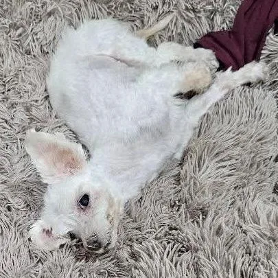 A senior small-sized female White / Cream Maltese dog named Marshmallow for adoption in Long Island City, NY
