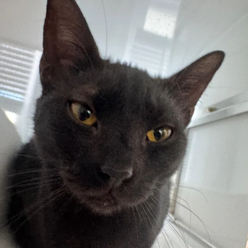 Obsidian thumbnail 2