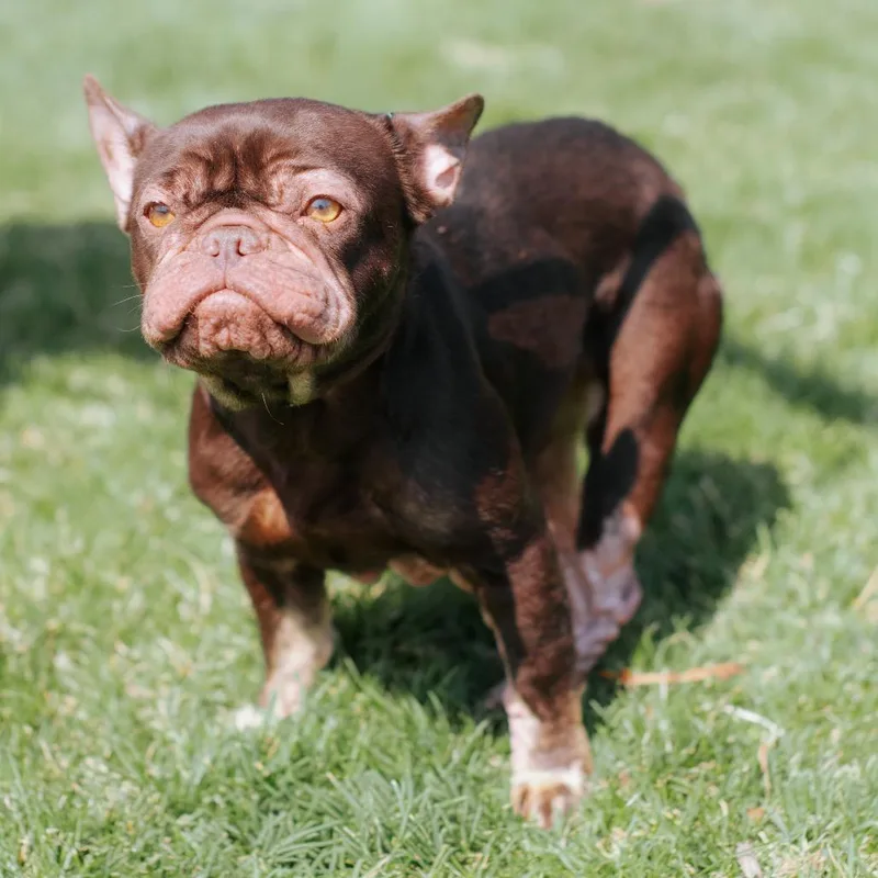 A baby small-sized female Brown / Chocolate French Bulldog dog named O' Keeffe for adoption in Northbrook, IL