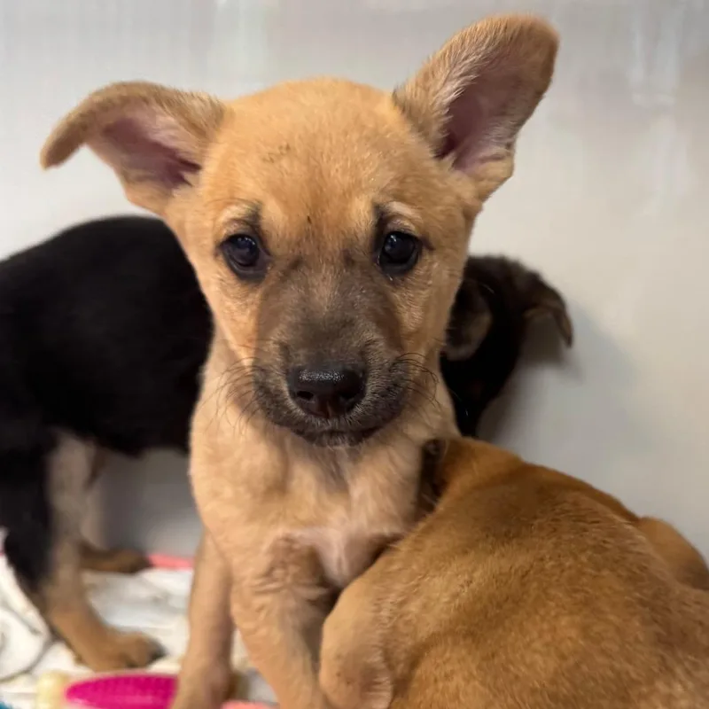 A baby medium-sized female Yellow / Tan / Blond / Fawn Mixed Breed dog named Rosa for adoption in Saint Charles, MO