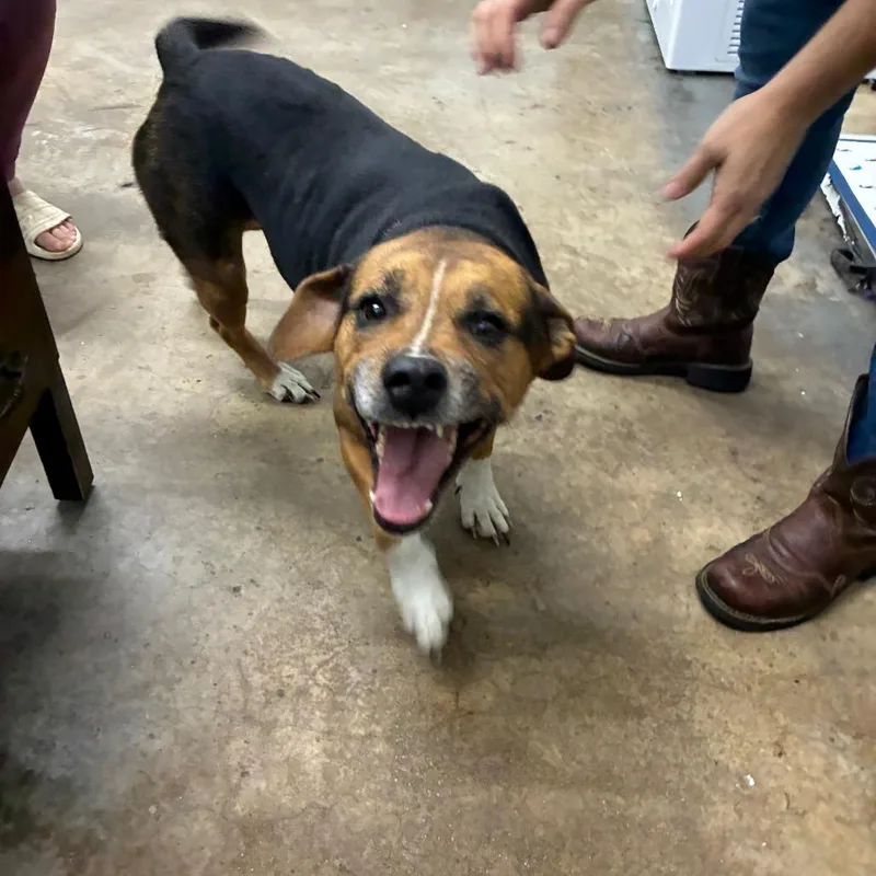 An adult small-sized female Mixed Breed dog named Valentina for adoption in Corbin, KY