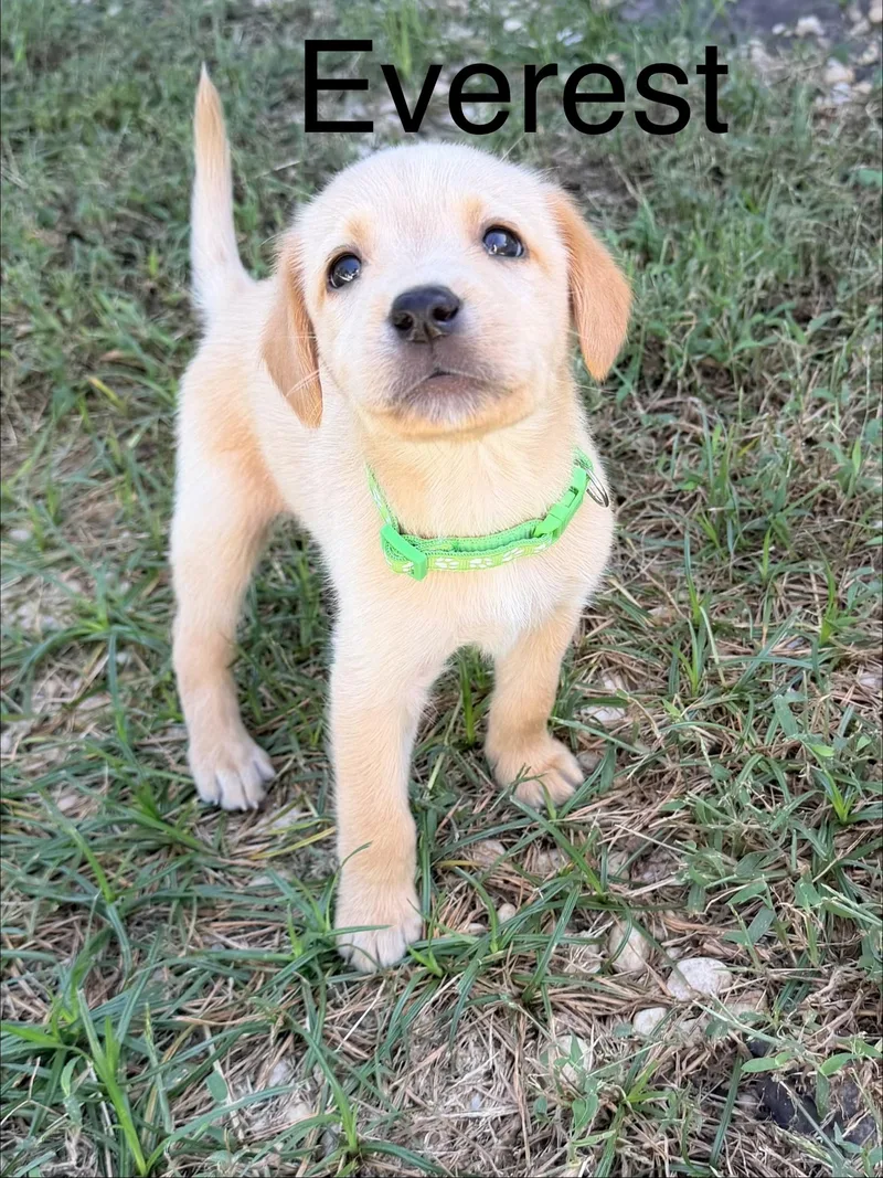 A young medium-sized male Yellow / Tan / Blond / Fawn Labradoodle dog named Everest for adoption in Pawleys Island, SC
