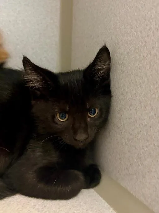 A baby medium-sized male Black Domestic Short Hair cat named Megumi for adoption in Winter Haven, FL
