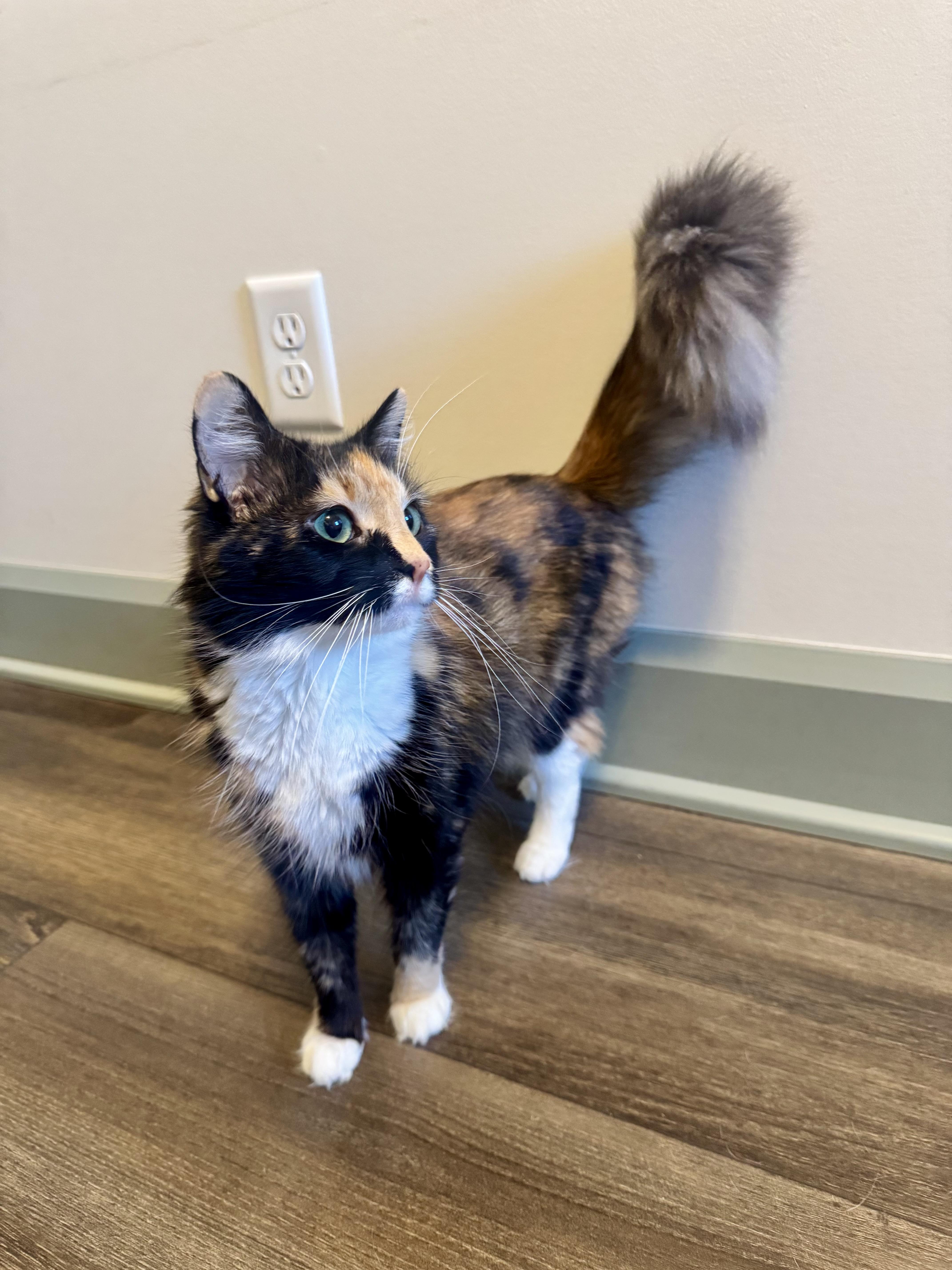 A young medium-sized female Calico Domestic Medium Hair cat named Allison for adoption in Hartville, OH
