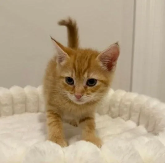 A baby medium-sized female Orange / Red Domestic Short Hair cat named Carolina for adoption in Wayne, NJ