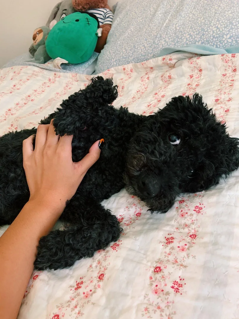 Lily thumbnail 3