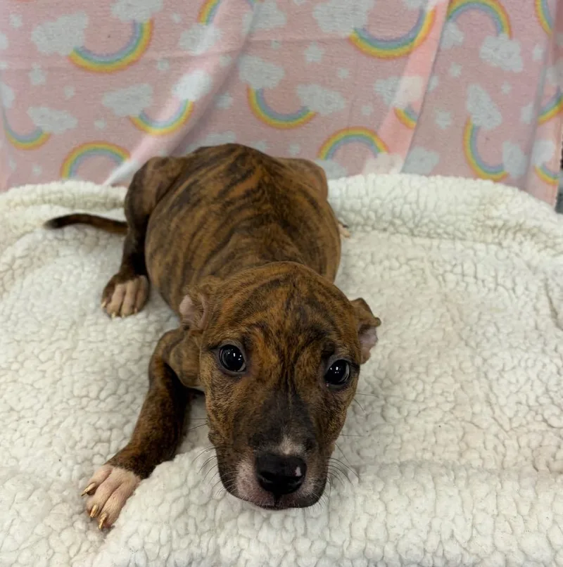 A baby large-sized female Boxer dog named West for adoption in Clinton, SC
