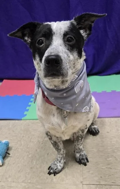 An adult medium-sized female Black Mixed Breed dog named Fiona for adoption in Hamilton, OH