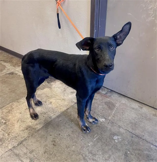 A young large-sized male German Shepherd Dog dog named Jasper for adoption in Ontario, CA