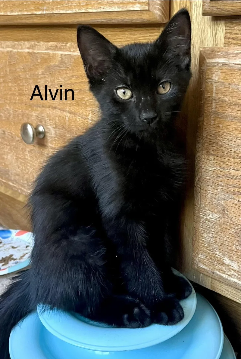 A baby small-sized male Black Domestic Short Hair cat named Alvin for adoption in Annapolis, MD