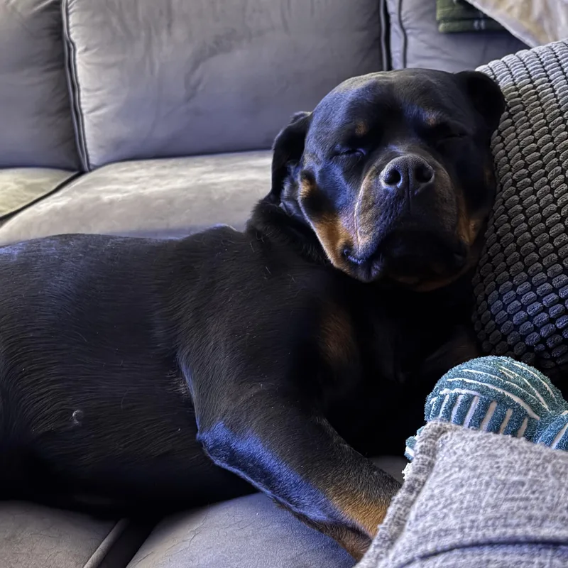 Meet Roxy  Amazingly thumbnail 2