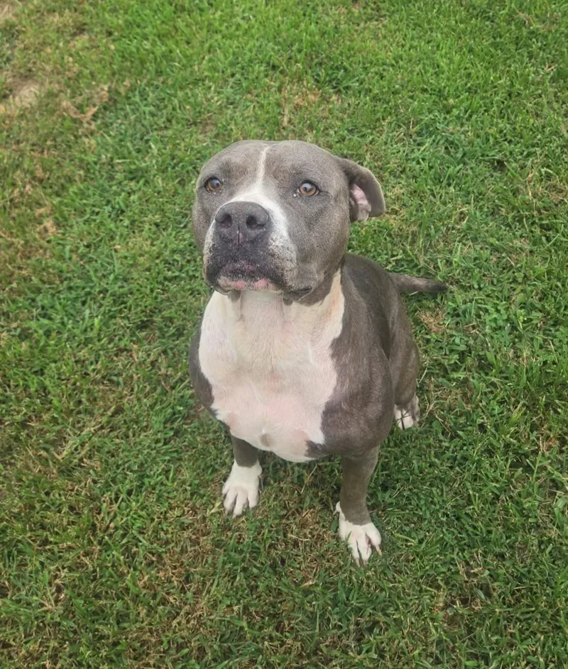 An adult medium-sized female Pit Bull Terrier dog named Luna for adoption in Windsor, MO