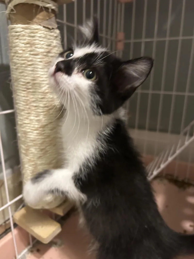 A baby small-sized male Domestic Short Hair cat named Domino for adoption in Heyburn, ID