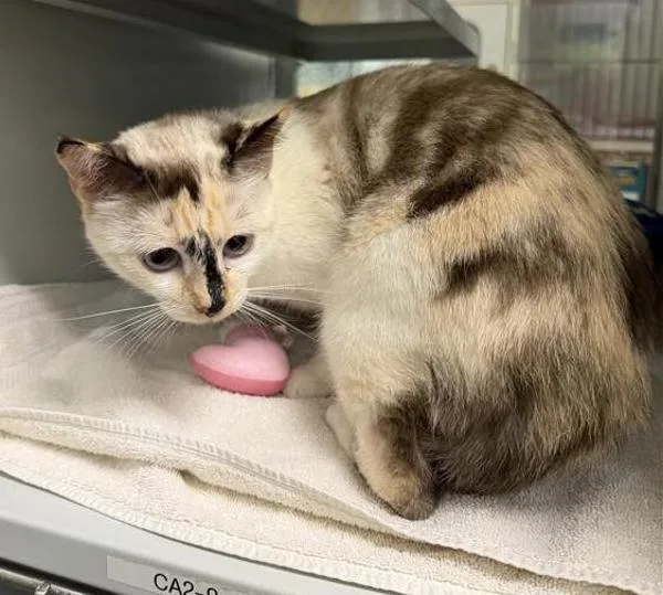 A young medium-sized female Domestic Short Hair cat named Benny for adoption in Escondido, CA
