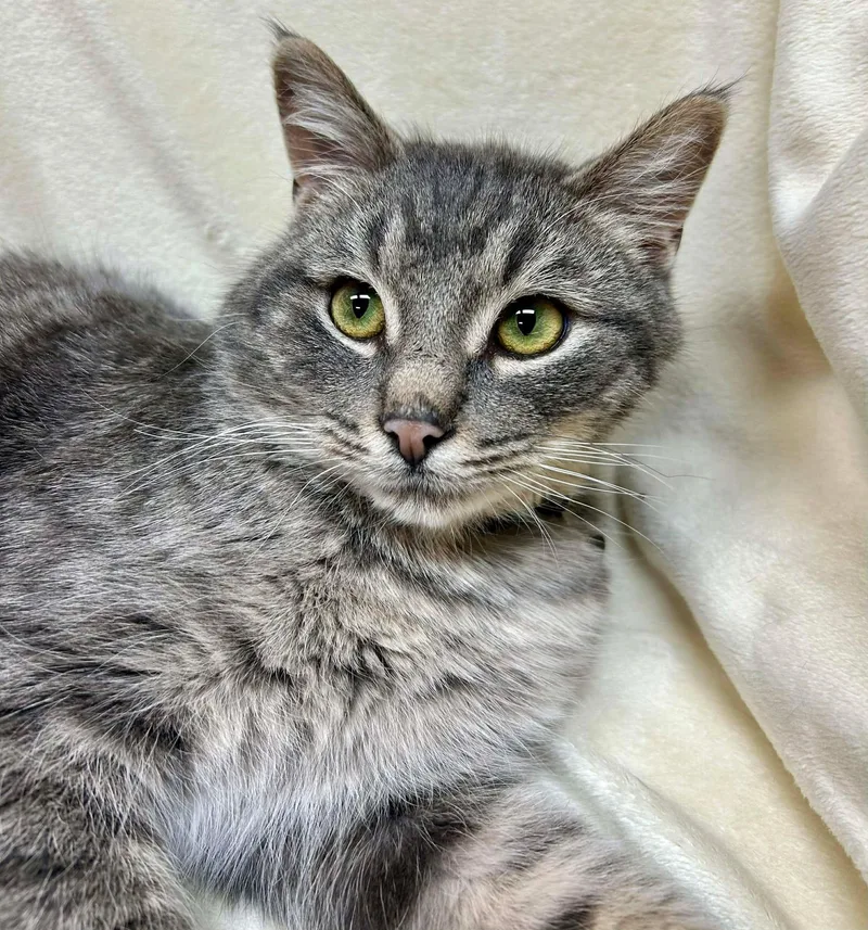A young medium-sized male Tabby (Gray / Blue / Silver) Domestic Short Hair cat named Thatcher for adoption in Alexandria, MN