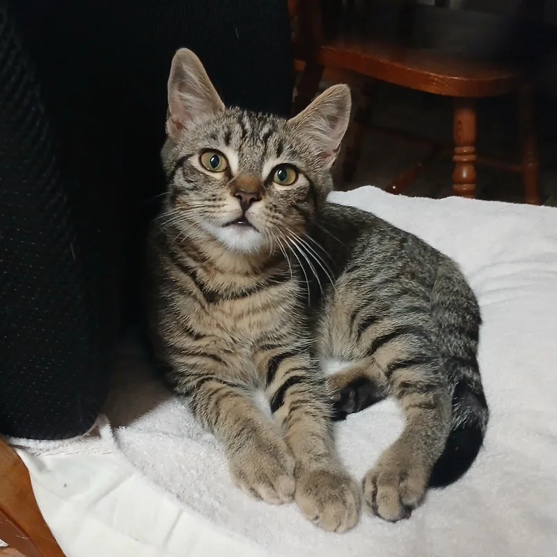 A baby small-sized male Tabby (Brown / Chocolate) Domestic Short Hair cat named Everest for adoption in Orange, CA