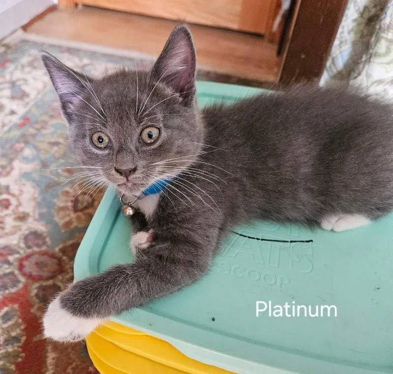 A baby medium-sized male Domestic Short Hair cat named Platinum for adoption in Parkville, MD