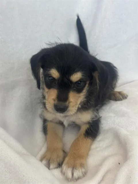 A baby small-sized female Schnauzer dog named Daphnie for adoption in Forney, TX