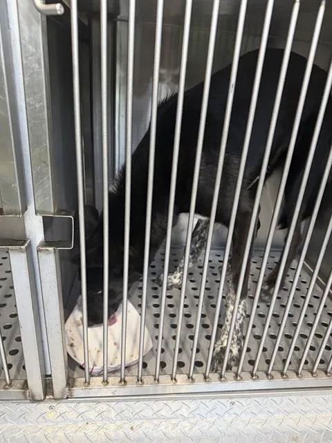 An adult large-sized male Mixed Breed dog named Oreo for adoption in Dallas, TX