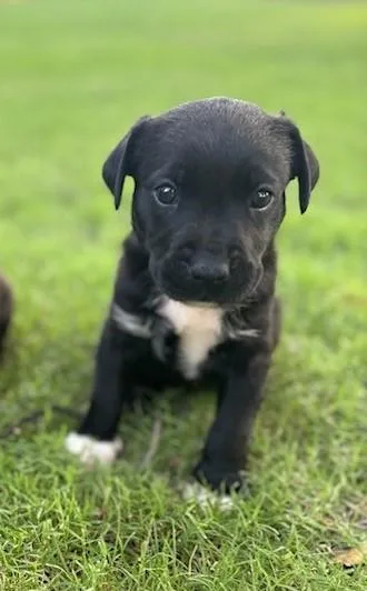 Java