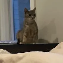 A baby small-sized female Domestic Short Hair cat named Silver  Coffee  for adoption in Rockville, MD