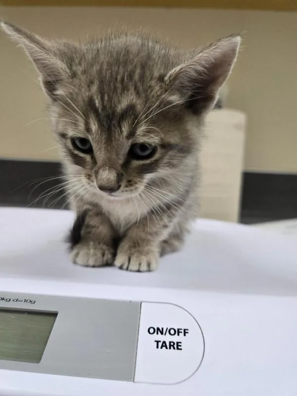 A baby small-sized male Domestic Short Hair cat named Chandler for adoption in Kennewick, WA