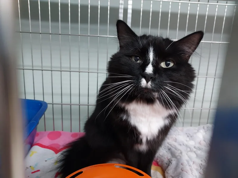 An adult medium-sized female Black & White / Tuxedo Domestic Long Hair cat named Laali bonded with Uno for adoption in Ellicott City, MD