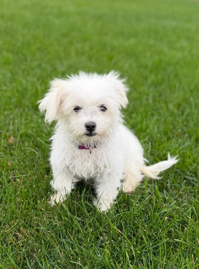 A baby small-sized female White / Cream Maltese dog named Poppy for adoption in Ephrata, WA