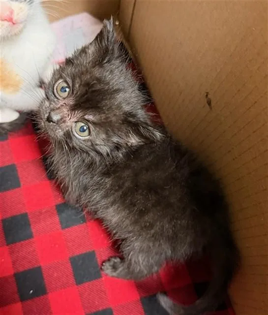A baby small-sized male Domestic Short Hair cat named Eenie for adoption in Riverside, CA