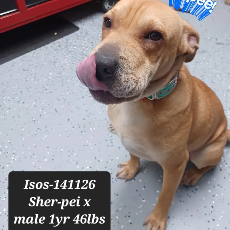 A young medium-sized male Shar-Pei dog named Isos for adoption in New Tazewell, TN