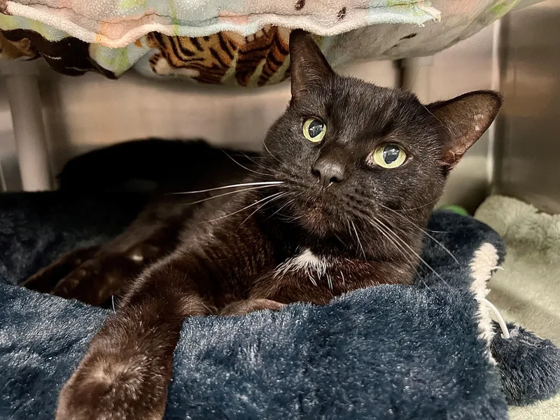 An adult medium-sized male Black Domestic Short Hair cat named Bryan for adoption in Frederick, MD