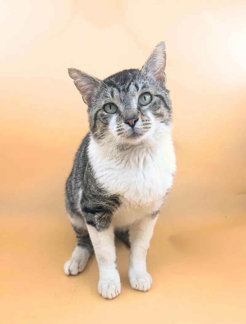 An adult medium-sized male Domestic Short Hair cat named Bernard for adoption in Dahlonega, GA