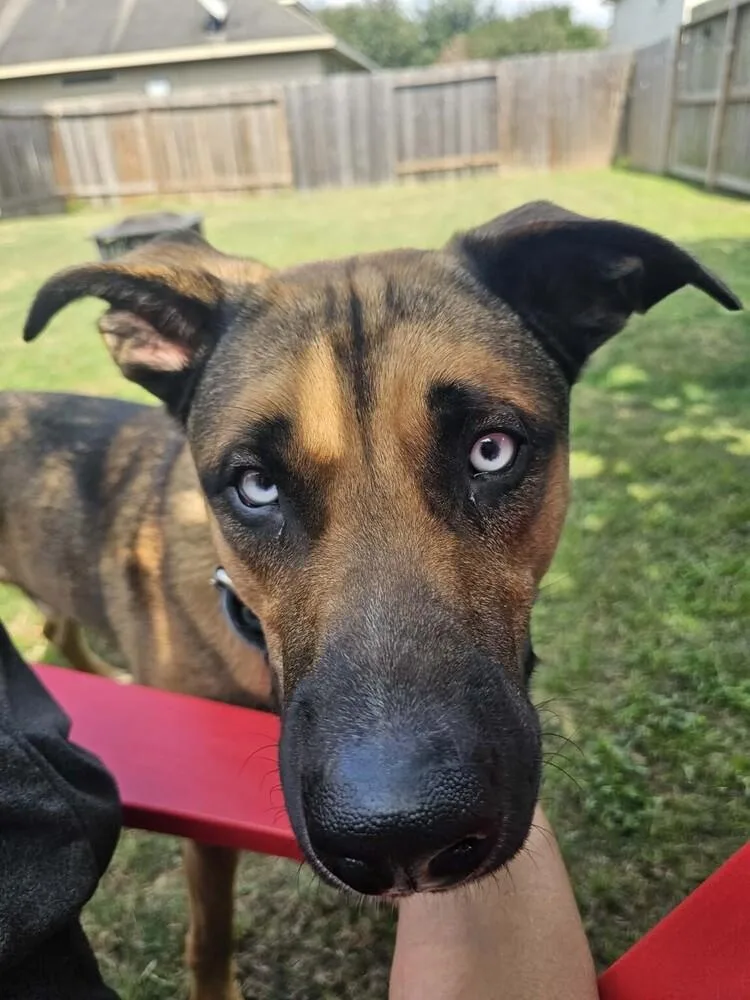 A young large-sized male Australian Cattle Dog / Blue Heeler dog named Blu for adoption in Richmond, TX