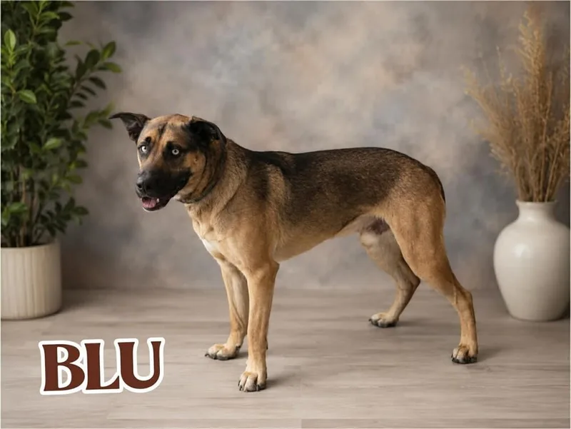 Blu thumbnail 6