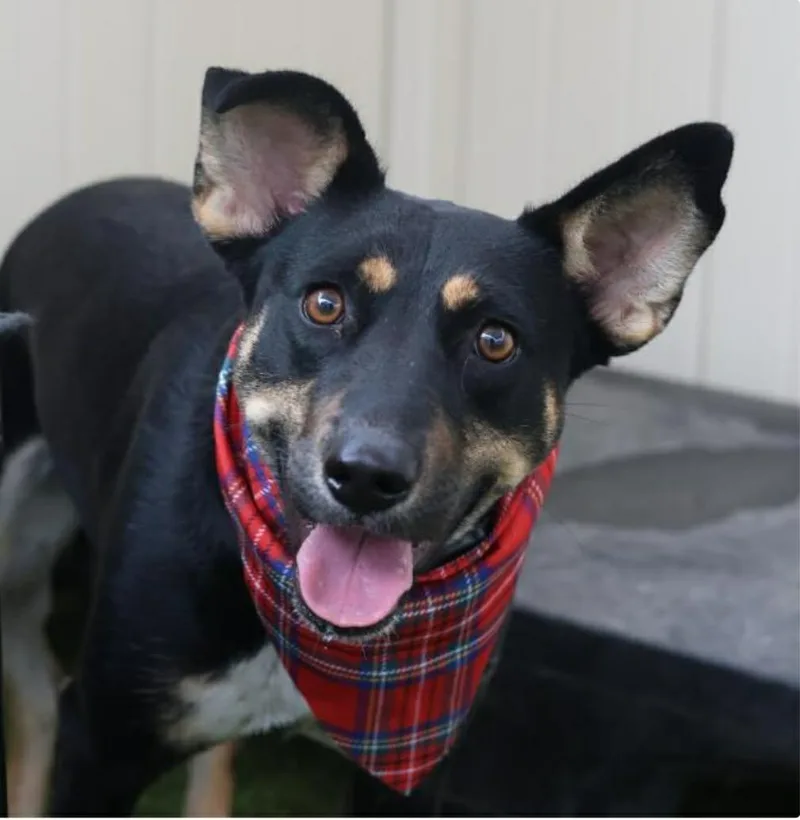 A young medium-sized female Black Australian Kelpie dog named Lily for adoption in Williston, VT