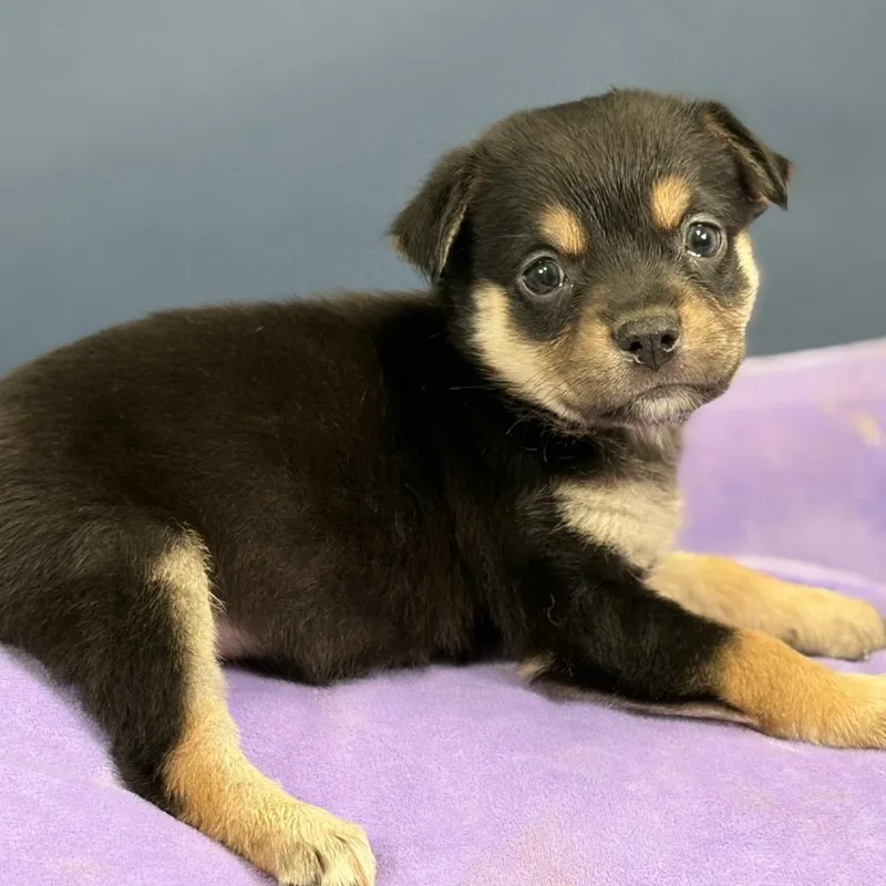 A baby medium-sized female Australian Shepherd dog named Ada for adoption in Hughesville, MD