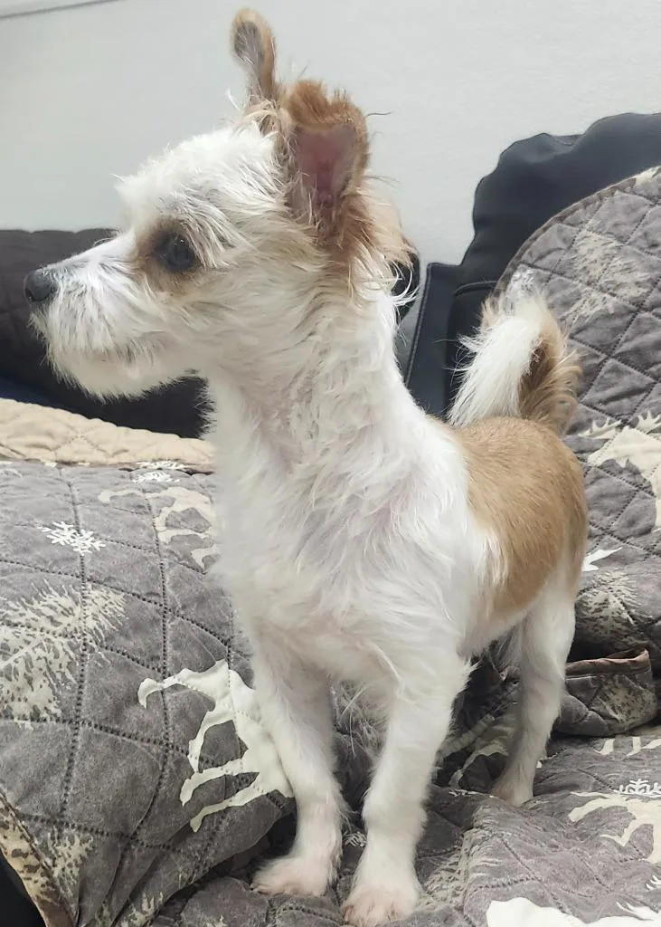 A young small-sized male Terrier dog named Avec for adoption in Little Rock, AR