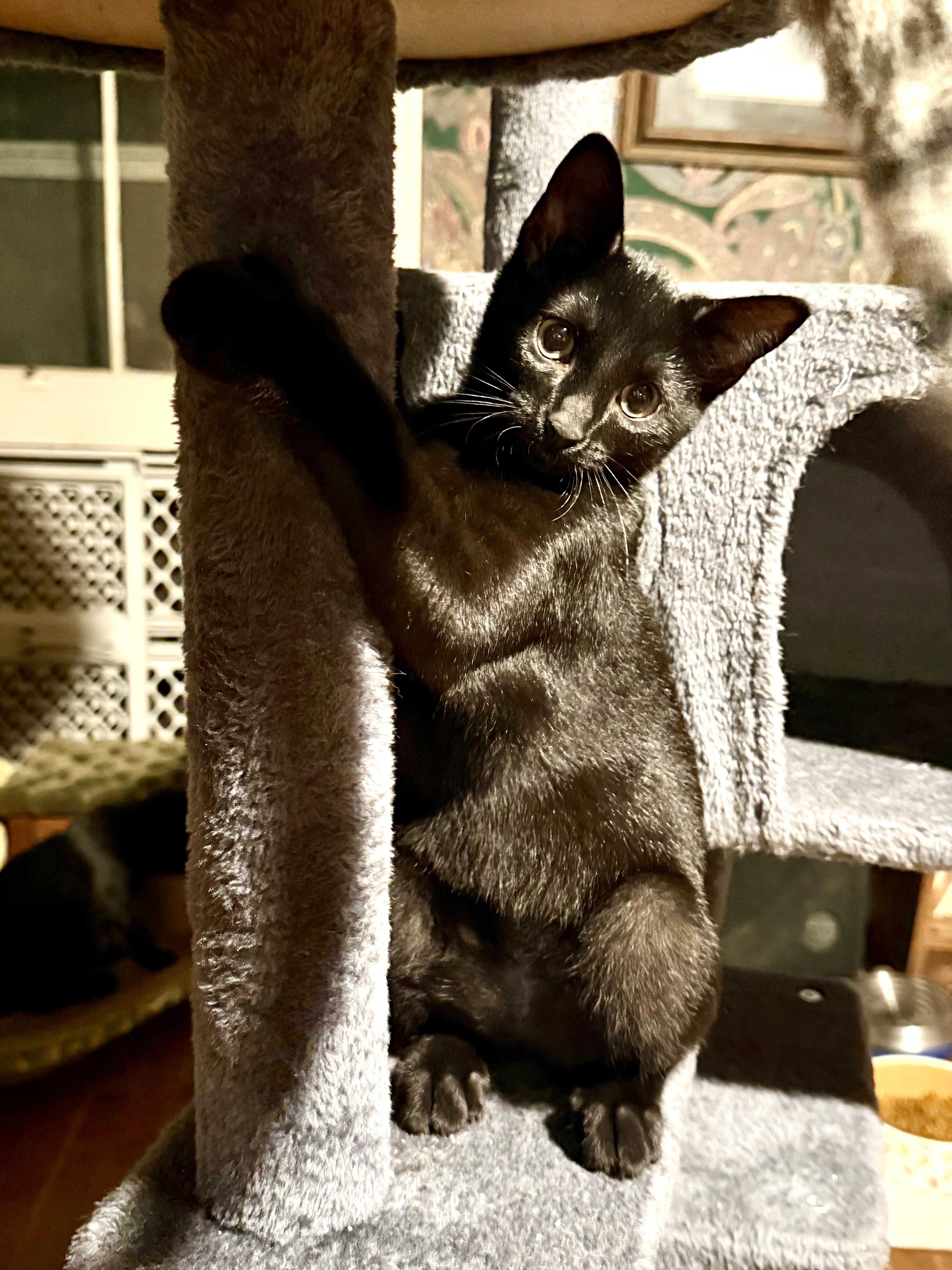 A baby small-sized female Domestic Short Hair cat named Wednesday for adoption in Martinsville, IN