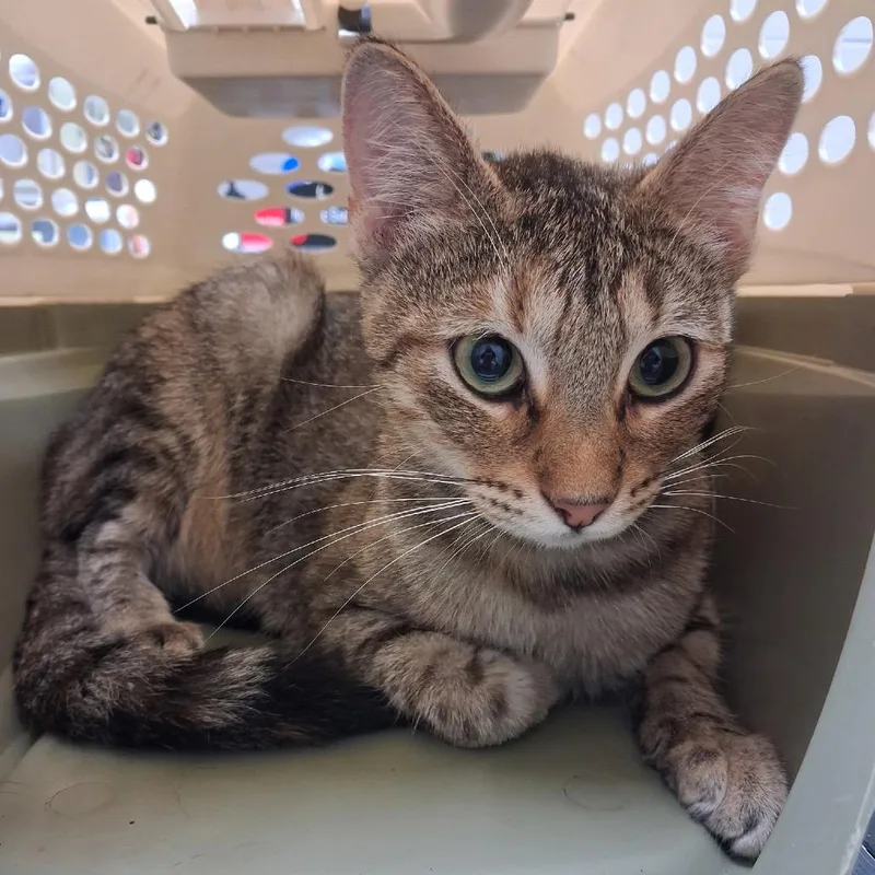 A young medium-sized female Brown / Chocolate Domestic Short Hair cat named Persimmon for adoption in Lufkin, TX