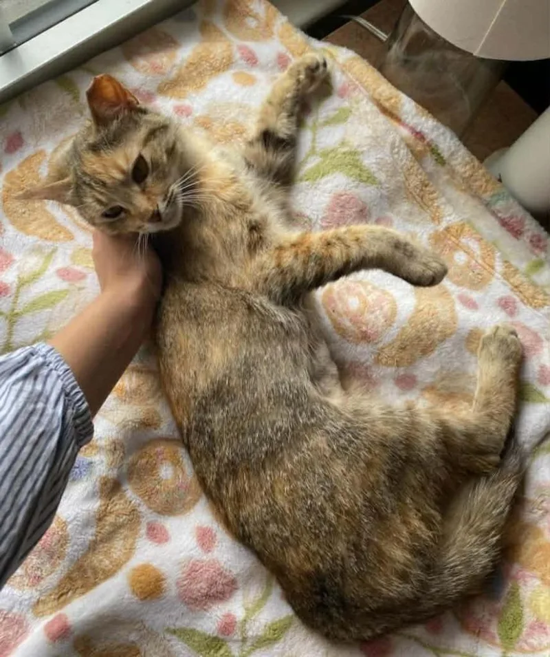 Angelina