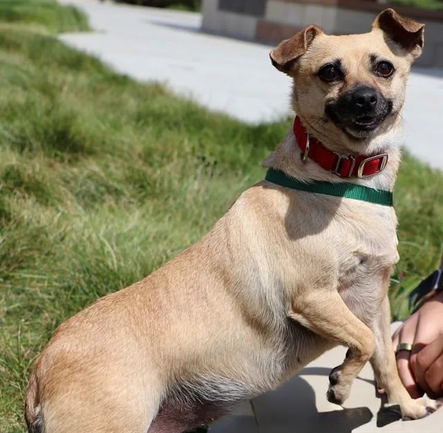 An adult small-sized female Chihuahua dog named Bugsy for adoption in San Luis Obispo, CA