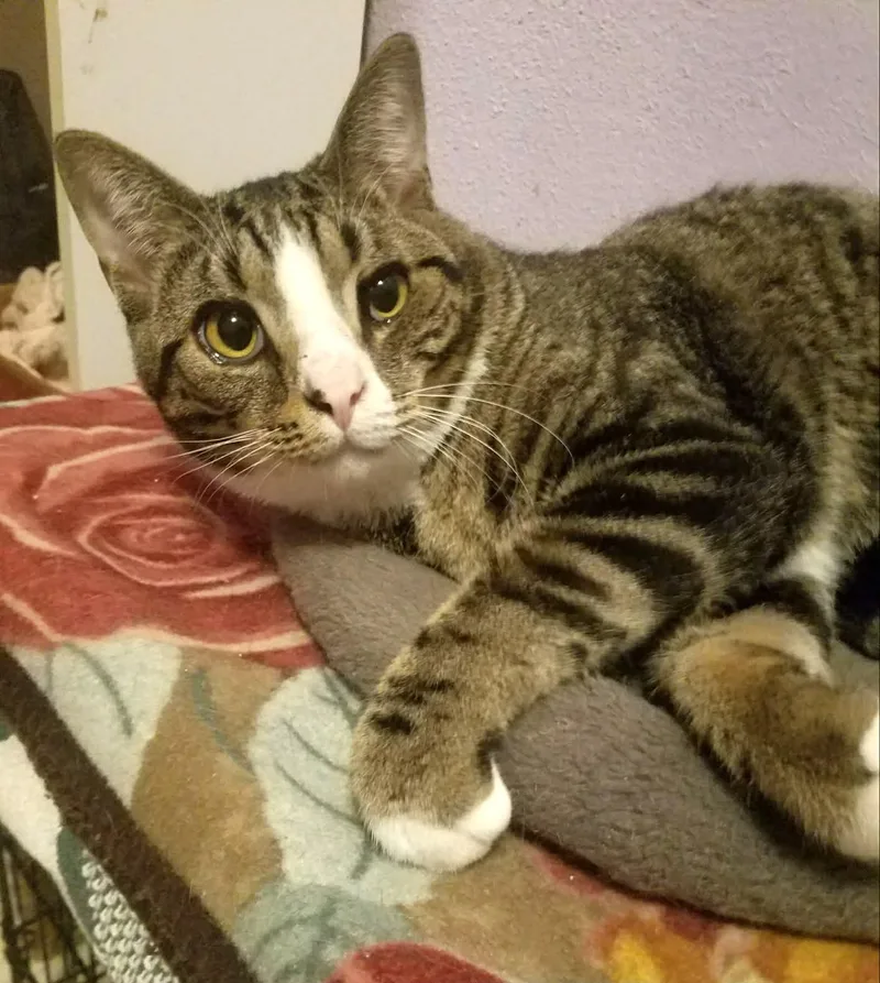 An adult medium-sized male Domestic Short Hair cat named Socks for adoption in Lewiston, ID