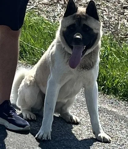 An adult large-sized male Akita dog named Chico for adoption in Columbus, IN
