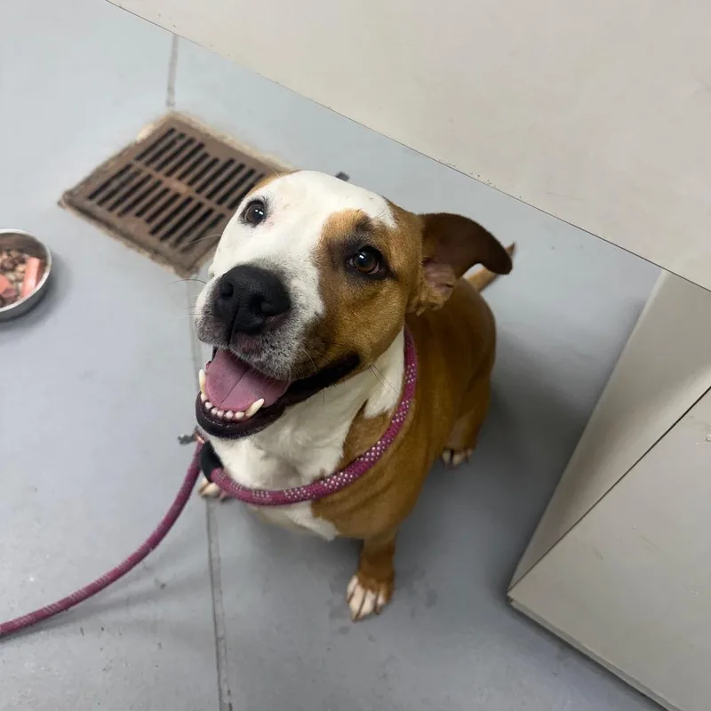 An adult medium-sized female Brown / Chocolate Mixed Breed dog named Wigglebutt Wanda for adoption in Columbus, GA