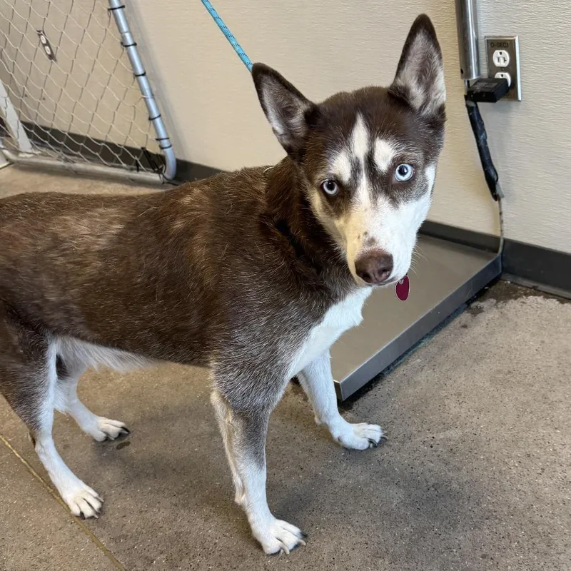 A senior medium-sized female Brown / Chocolate Mixed Breed dog named Rosie for adoption in Las Cruces, NM