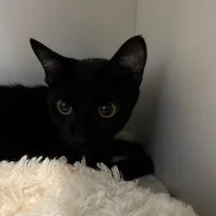 A young medium-sized male Black Domestic Short Hair cat named Aglio for adoption in Buellton, CA
