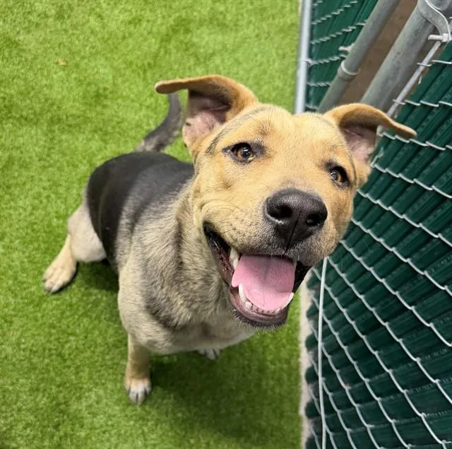 A young medium-sized female German Shepherd Dog dog named Millie for adoption in Downey, CA