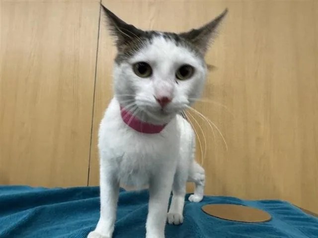 A young medium-sized female Domestic Long Hair cat named Emily for adoption in Saint Louis, MO